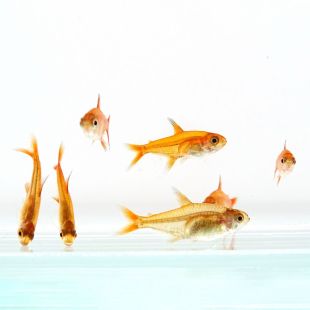 tetra ambar, Hyphessobrycon amandae, tetra ember en tienda online