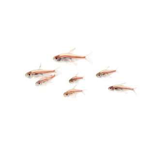 Hyphessobrycon amapaensis (tetra linea roja) en tienda online