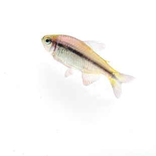Hyphessobrycon melanostichos