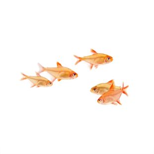 Comprar Hyphessobrycon 'muzel' online