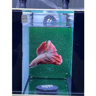Betta BT-M13