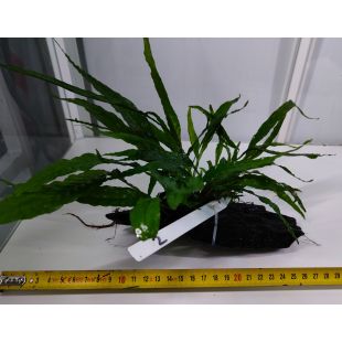 Plantas de acuario enraizadas