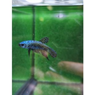 Betta BT-M1