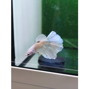 Betta BT-M5
