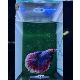 Betta BT-D3