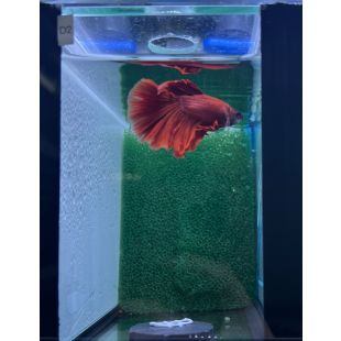 Betta BT-D2