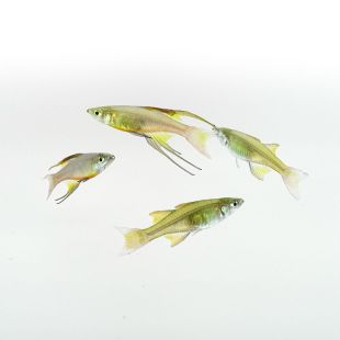 acuarios Iriatherina Werneri comprar peces Arcoiris de aleta filamentosa