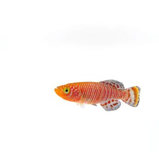 Killi Notho rojo macho (Nothobranchius rachovii)