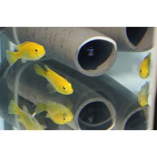 comprar Labidochromis caureleus - Cíclido Limón
