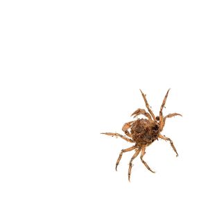 Limnopilos naiyanetri – Cangrejo enano