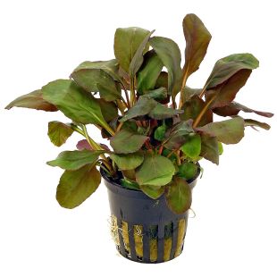 comprar Lobelia cardinalis