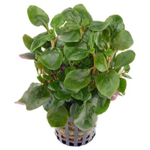 comprar Lobelia cardinalis mini