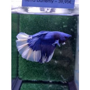 Betta BT-M1