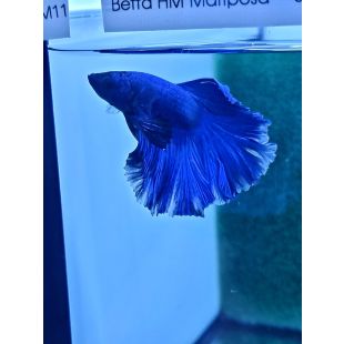Betta BT-M11