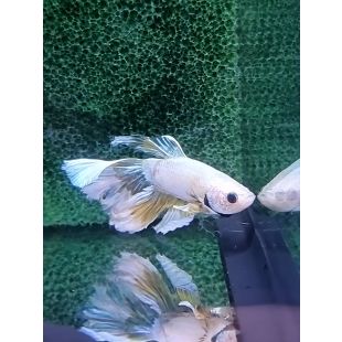 Betta BT-M14