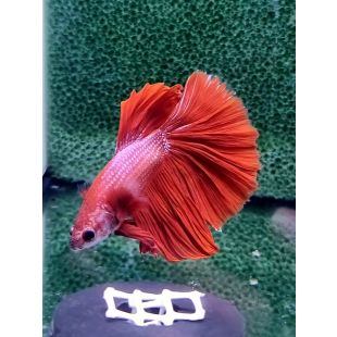 Betta BT-M5