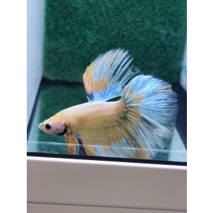 Betta BT-M6