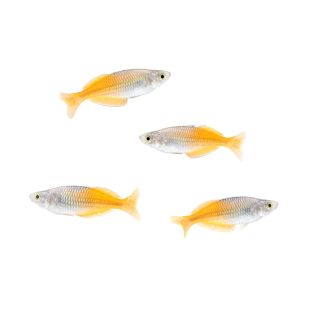 tienda online con envío de peces Melanotaenia Boesemani o Pez arcoiris Boeseman