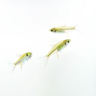 peces Rasbora kubotai, comprar rasboras verdes
