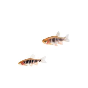 comprar Celestichthys erythromicron online