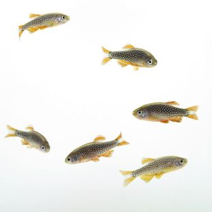 Cardumen Microrasbora Galaxy (Celestichthys margaritatus)