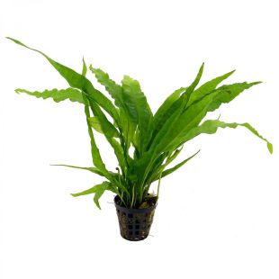 comprar Microsorum pteropus online  acuarios plantados