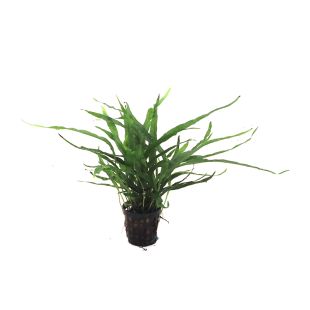 plantas por internet Microsorum pteropus narrow
