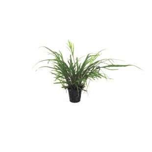 comprar Microsorum pteropus trident  plantas fuertes para acuario