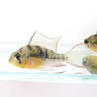 Mikrogeophagus altispinosa o Ramiretzi Boliviano en tienda online