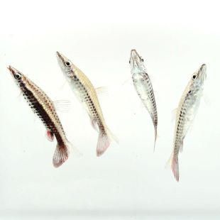 Pez lápiz cohete (Nannostomus eques)