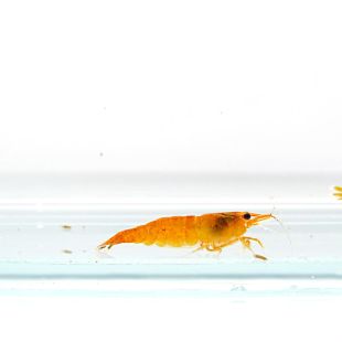 Neocaridina heteropoda naranja Orange fire