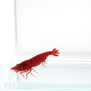 Neocaridina heteropoda azul Sakura roja o gamba fuego 