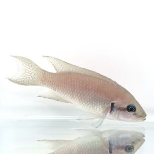 Neolamprologus brichardi o Princesa de burundi en tienda online