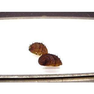comprar Neritina juttingae, Caracol puercoespin