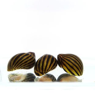 Neritina natalensis o Caracol Cebra en tienda online
