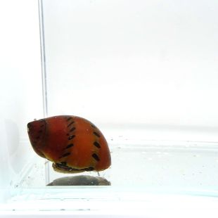 Neritina semiconica o Caracol Cebolla en tienda online