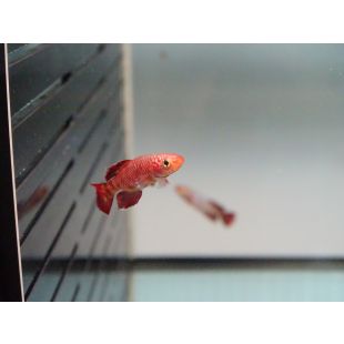 comprar Nothobranchius korthausae rojo