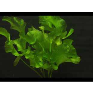 compra Nuphar japonica, plantas de estanque como Nenúfar japonés