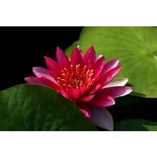 Nymphaea Attraction, planta estanque flor roja