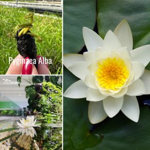 Nymphaea 'Pygmaea Alba', nenúfar flor blanca para estanque