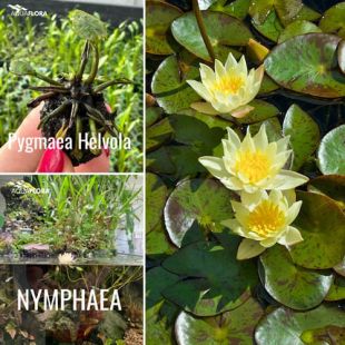 Nymphaea 'Pygmaea Helvola', nenúfar flor amarilla para estanque