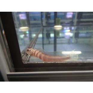 acuario Omobranchus zebra, Gobio cebra