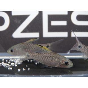 Oreichthys crenuchoides, Barbo enano de velo