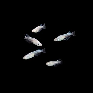 Comprar Oryzias latipes blue Miyuki online