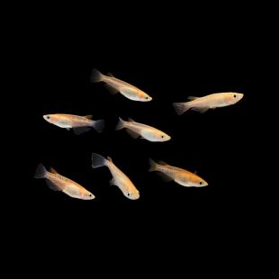 Comprar Oryzias latipes orange online