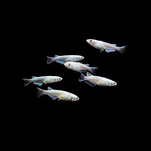 Comprar Oryzias latipes platinum white online