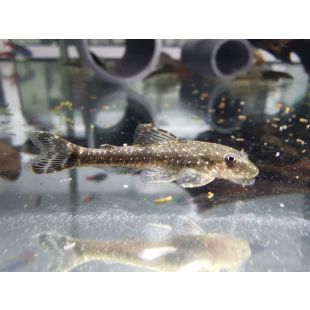 parontocinclus haroldoi u otocinclus galaxias