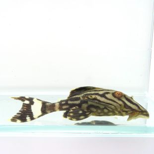 Panaque Nigrolineatus L190 comprar Panaque Real