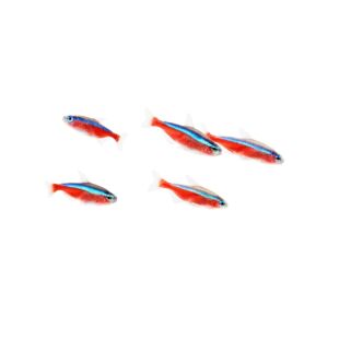 Adquirir Paracheirodon axelrodi o tetra cardenal en internet