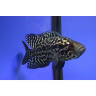Parachromis Managuensis acuaario Cíclido Jaguar